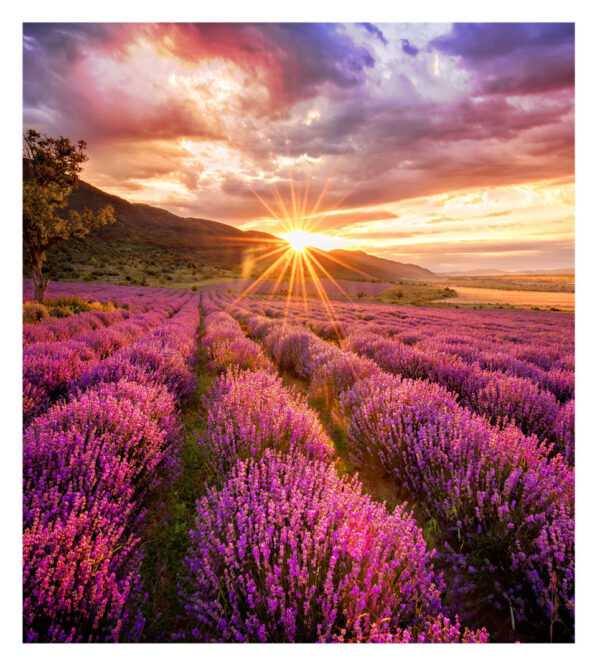 37234140_4146383470.jpg Samsung IF015H Direct view LED (DVLED) Indoor